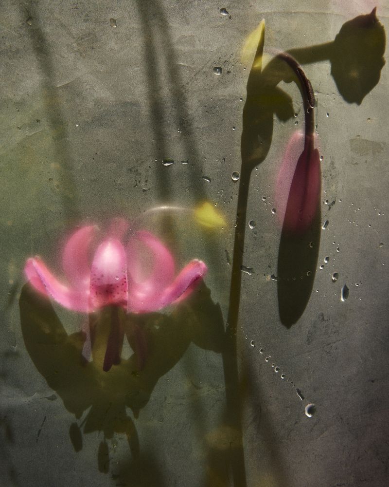© Gabriela de Giacomo - Image from the Trai fiour pour Sablinna. Three flowers for Elisabetta. photography project
