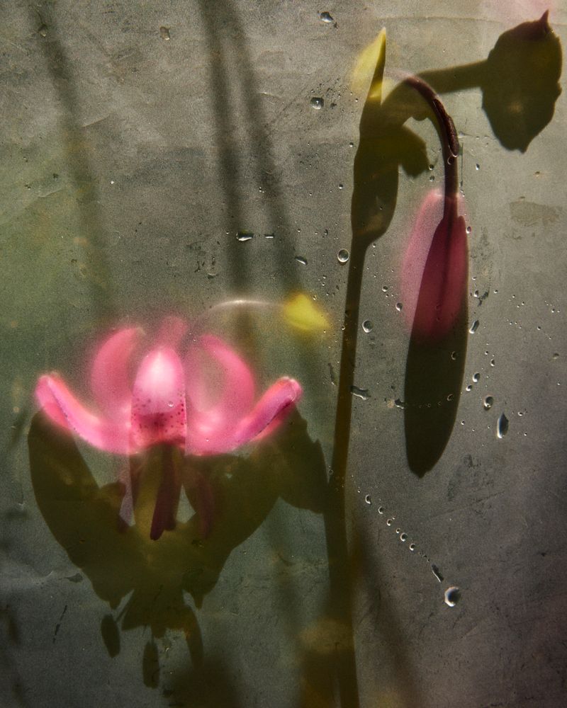 © Gabriela de Giacomo - Image from the Trai fiour pour Sablinna. Three flowers for Elisabetta. photography project