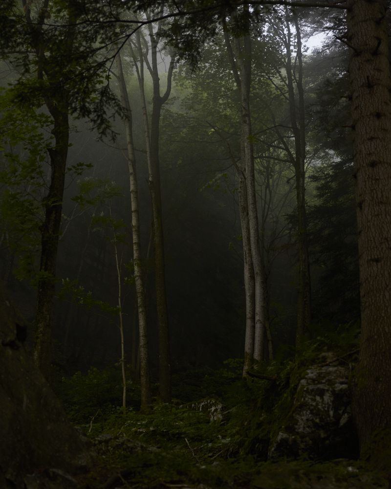 © Gabriela de Giacomo - Image from the Trai fiour pour Sablinna. Three flowers for Elisabetta. photography project