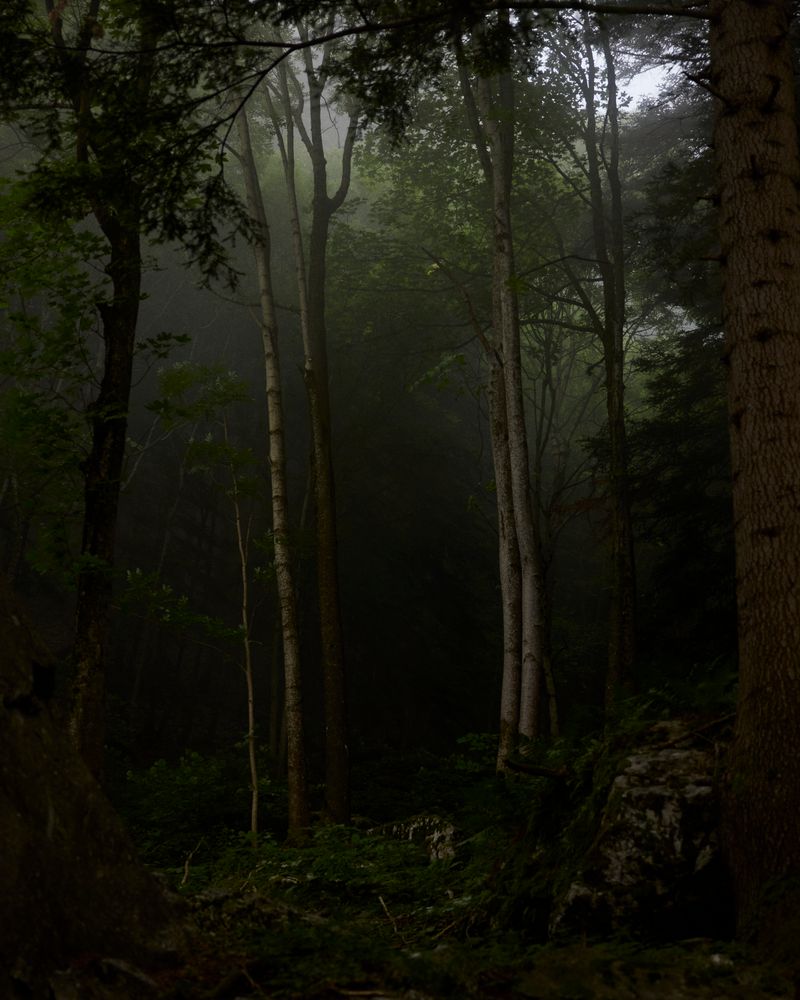 © Gabriela de Giacomo - Image from the Trai fiour pour Sablinna. Three flowers for Elisabetta. photography project