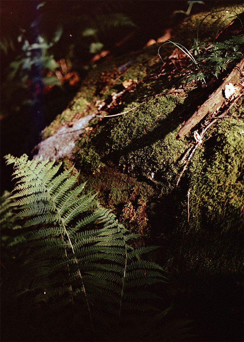 © Gabriela de Giacomo - Image from the Trai fiour pour Sablinna. Three flowers for Elisabetta. photography project