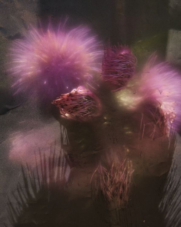 © Gabriela de Giacomo - Image from the Trai fiour pour Sablinna. Three flowers for Elisabetta. photography project