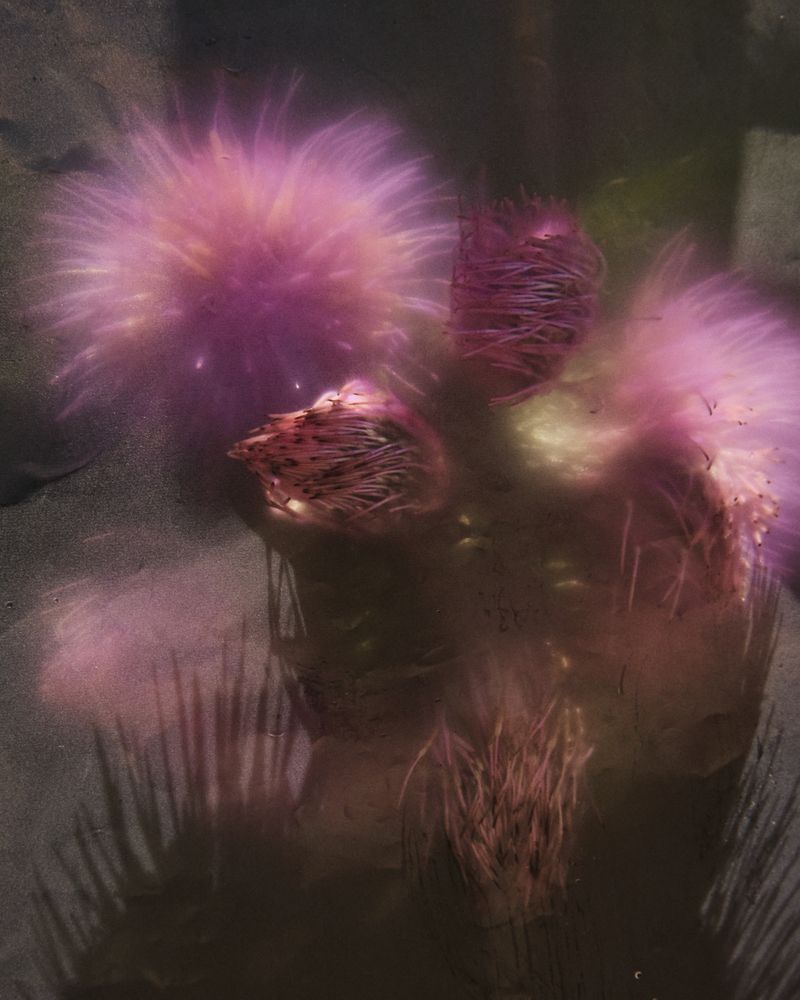 © Gabriela de Giacomo - Image from the Trai fiour pour Sablinna. Three flowers for Elisabetta. photography project