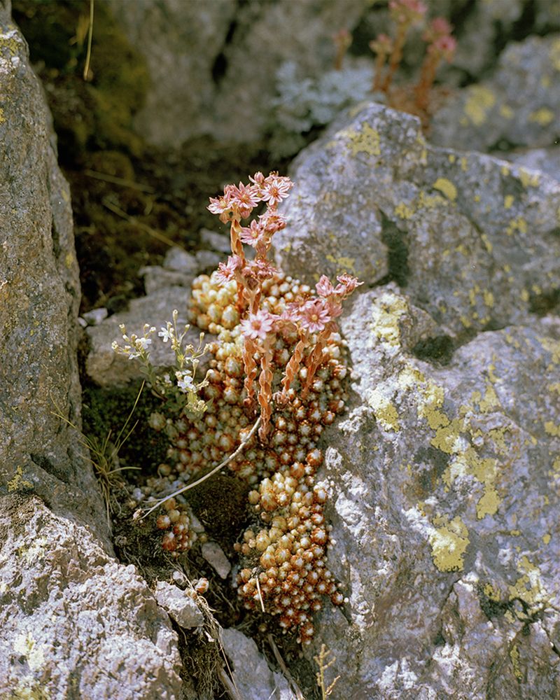 © Gabriela de Giacomo - Image from the Trai fiour pour Sablinna. Three flowers for Elisabetta. photography project