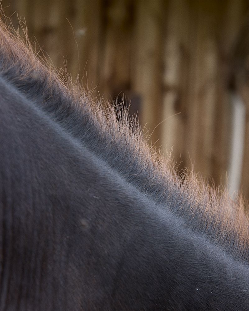 © Gabriela de Giacomo - Image from the Trai fiour pour Sablinna. Three flowers for Elisabetta. photography project