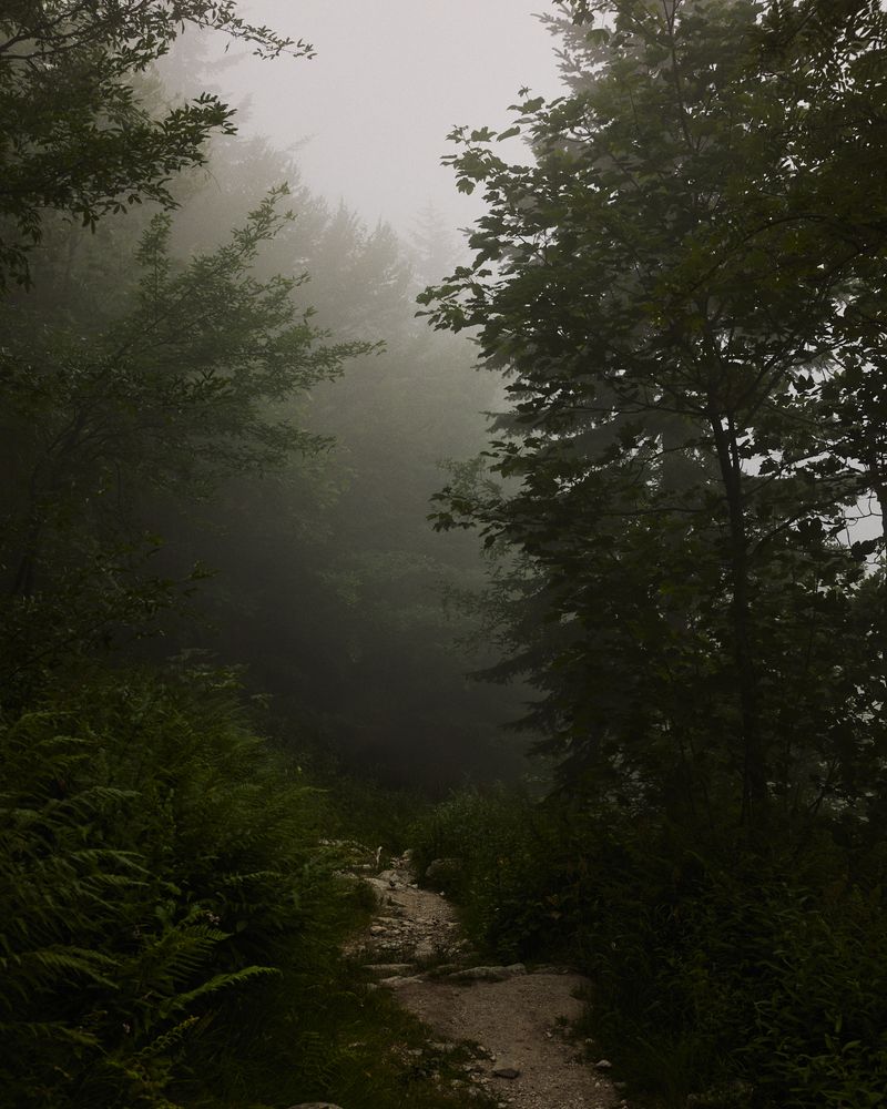 © Gabriela de Giacomo - Image from the Trai fiour pour Sablinna. Three flowers for Elisabetta. photography project