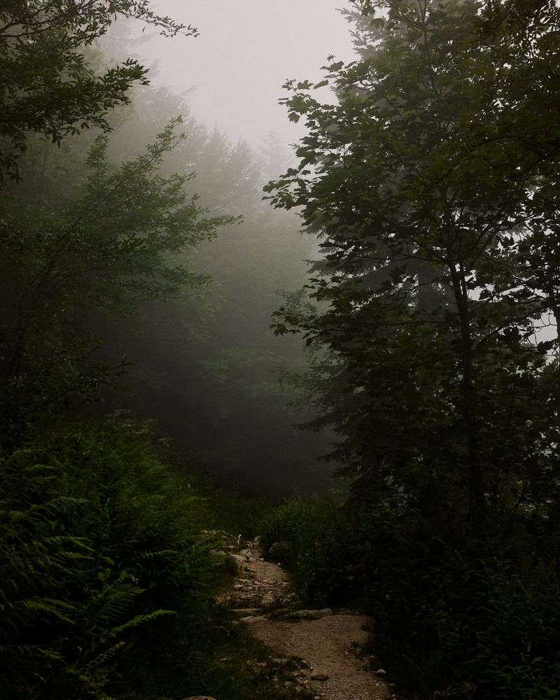 © Gabriela de Giacomo - Image from the Trai fiour pour Sablinna. Three flowers for Elisabetta. photography project