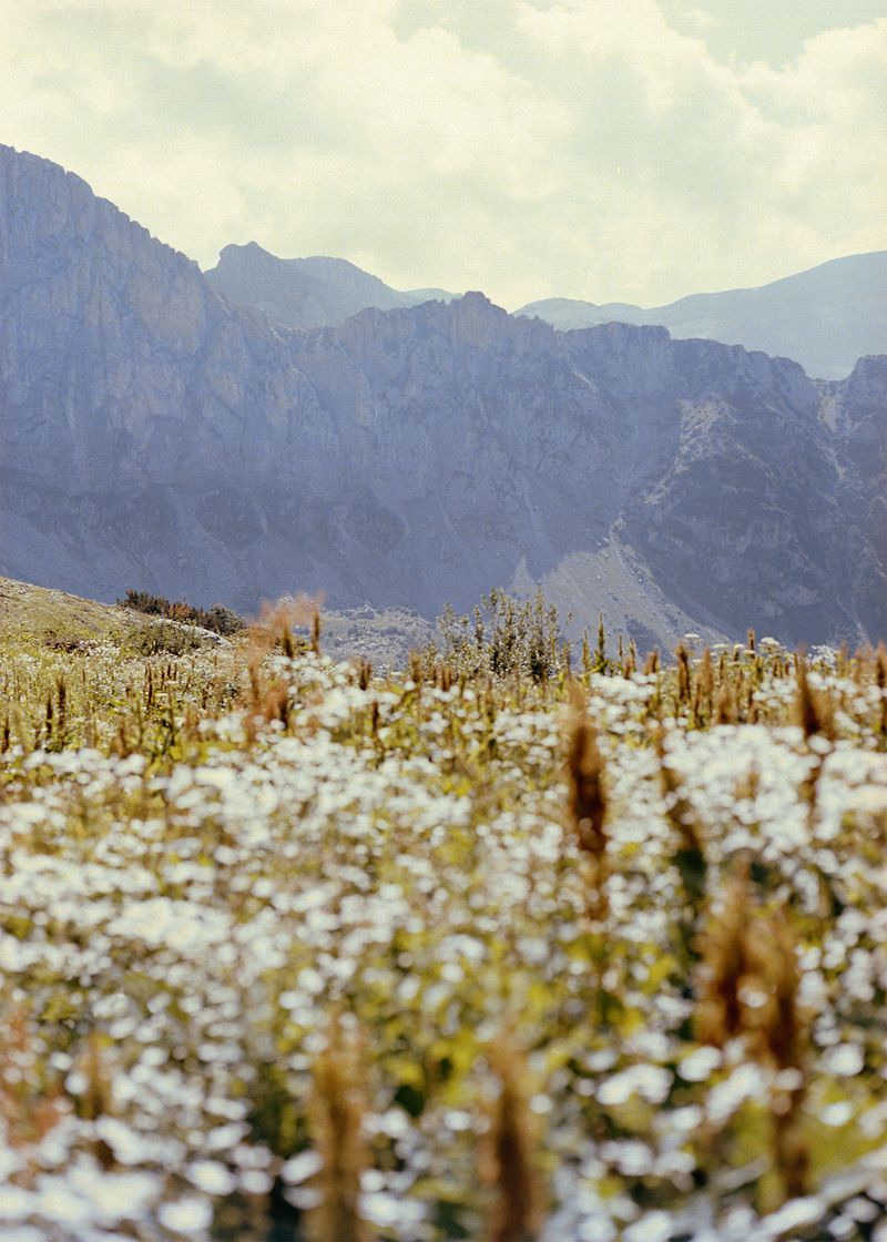 © Gabriela de Giacomo - Image from the Trai fiour pour Sablinna. Three flowers for Elisabetta. photography project