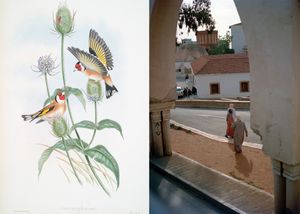 Taghrida, the birds singing