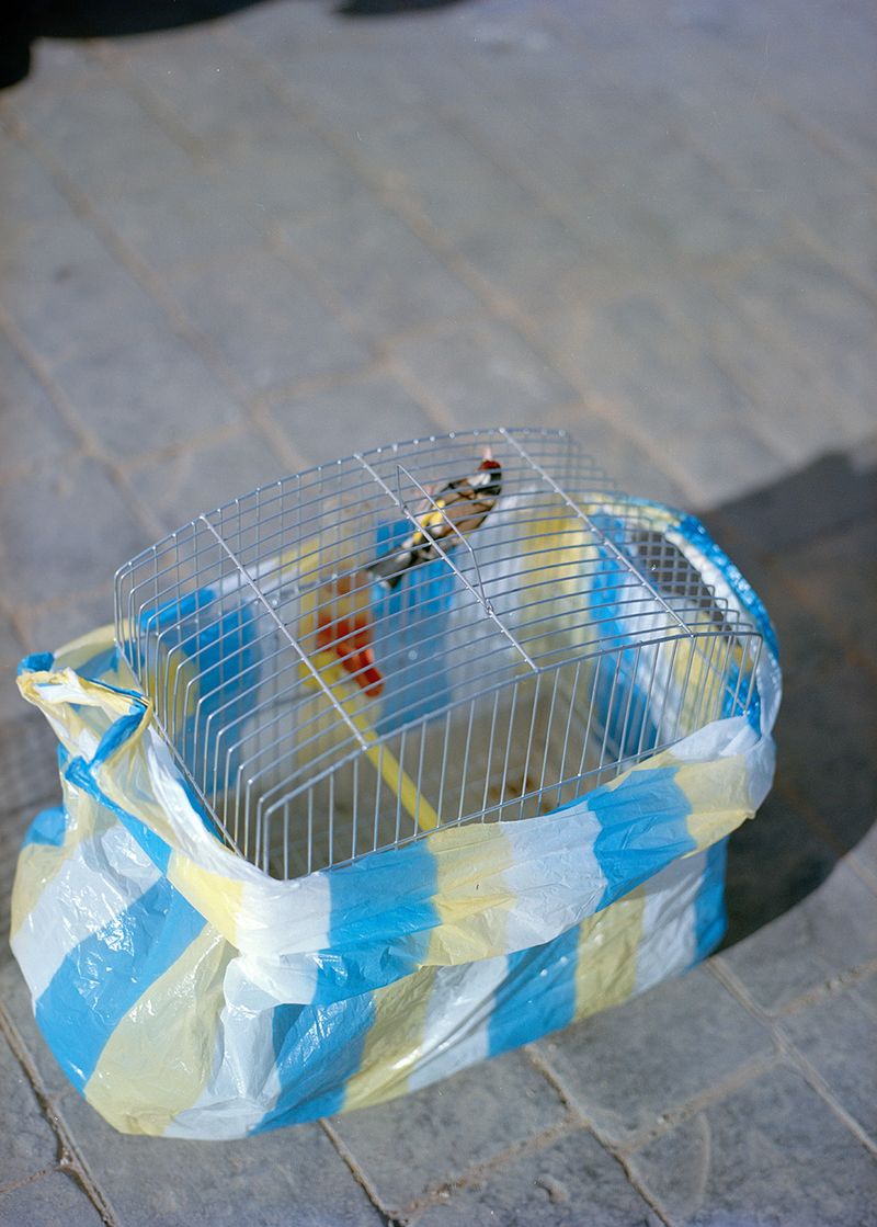 © Gabriela de Giacomo - Image from the Taghrida, the birds singing photography project