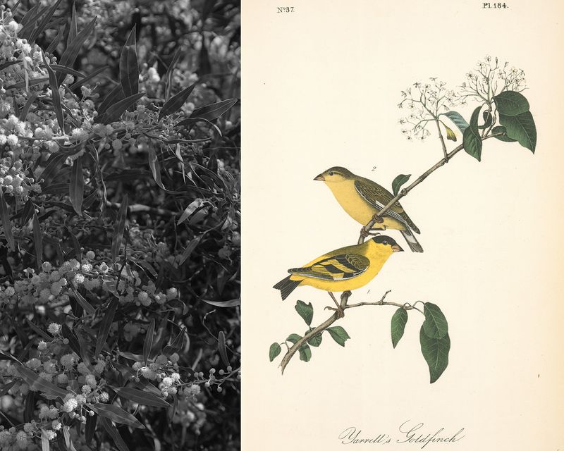 © Gabriela de Giacomo - Image from the Taghrida, the birds singing photography project