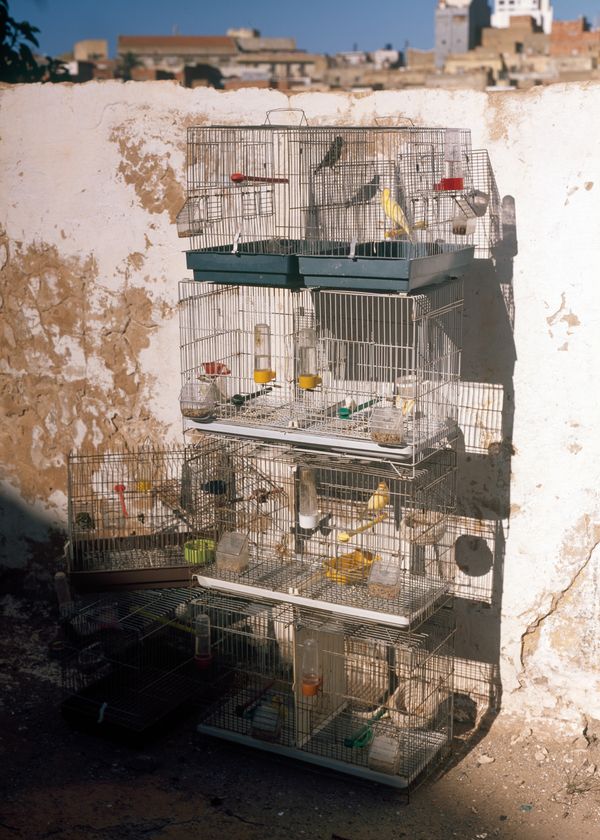 © Gabriela de Giacomo - Image from the Taghrida, the birds singing photography project