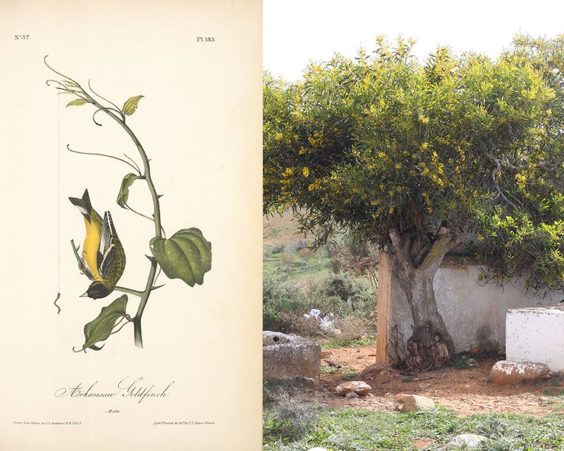 © Gabriela de Giacomo - Image from the Taghrida, the birds singing photography project