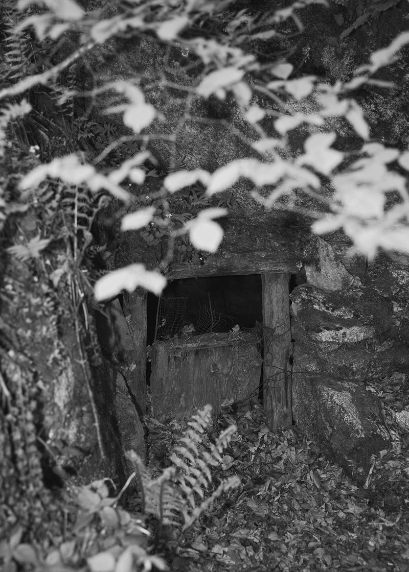 © Gabriela de Giacomo - Image from the In Nemore - Where the Mist lifts photography project