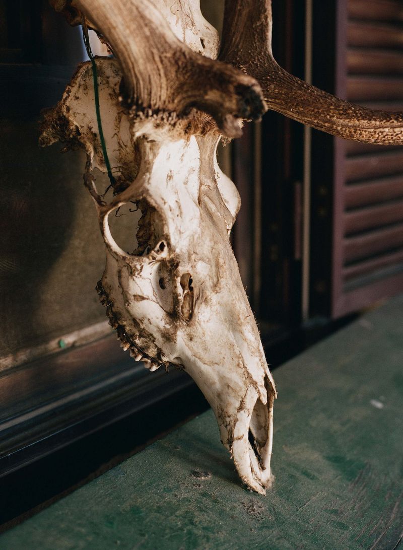© Gabriela de Giacomo - Image from the In Nemore - Where the Mist lifts photography project