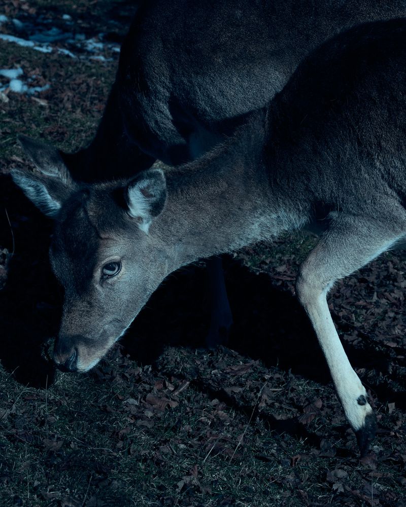 © Gabriela de Giacomo - Image from the In Nemore - Where the Mist lifts photography project