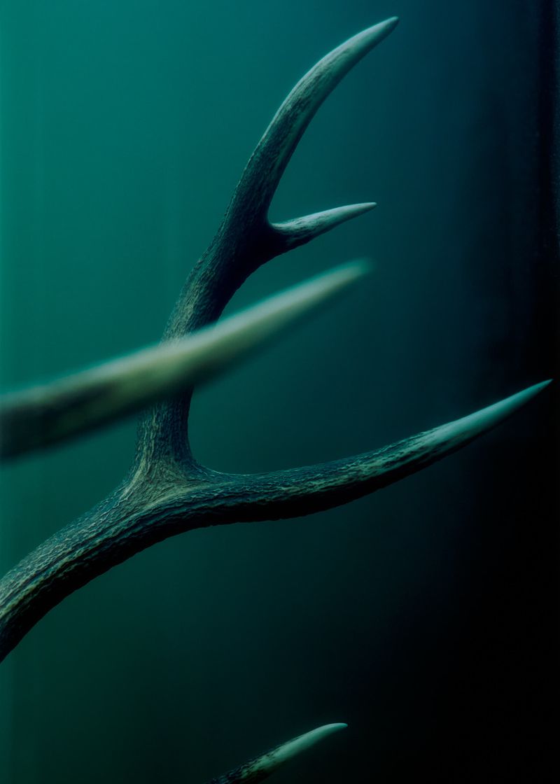 © Gabriela de Giacomo - Image from the In Nemore - Where the Mist lifts photography project