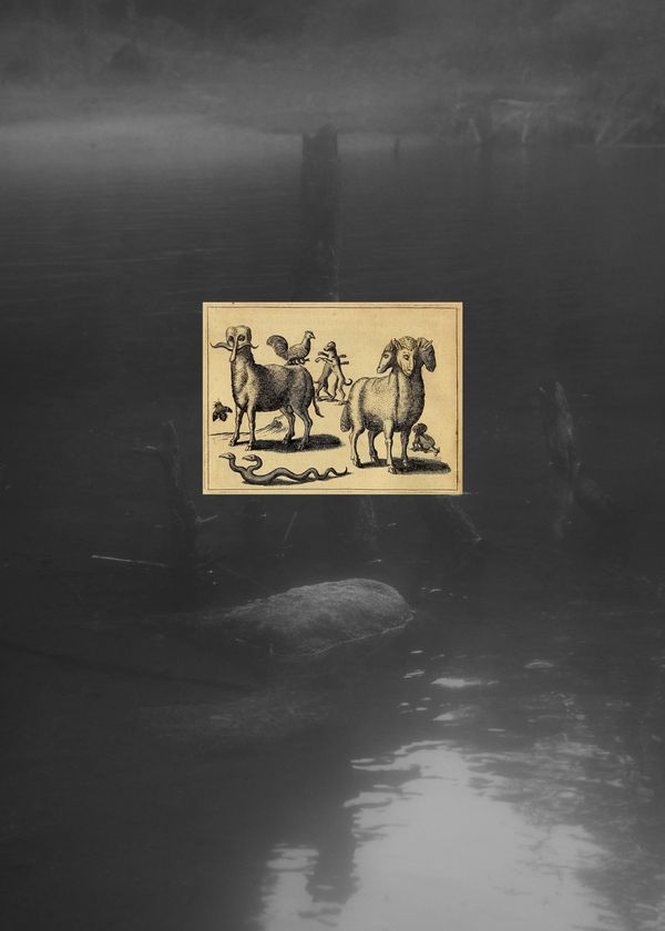 © Gabriela de Giacomo - Image from the In Nemore - Where the Mist lifts photography project