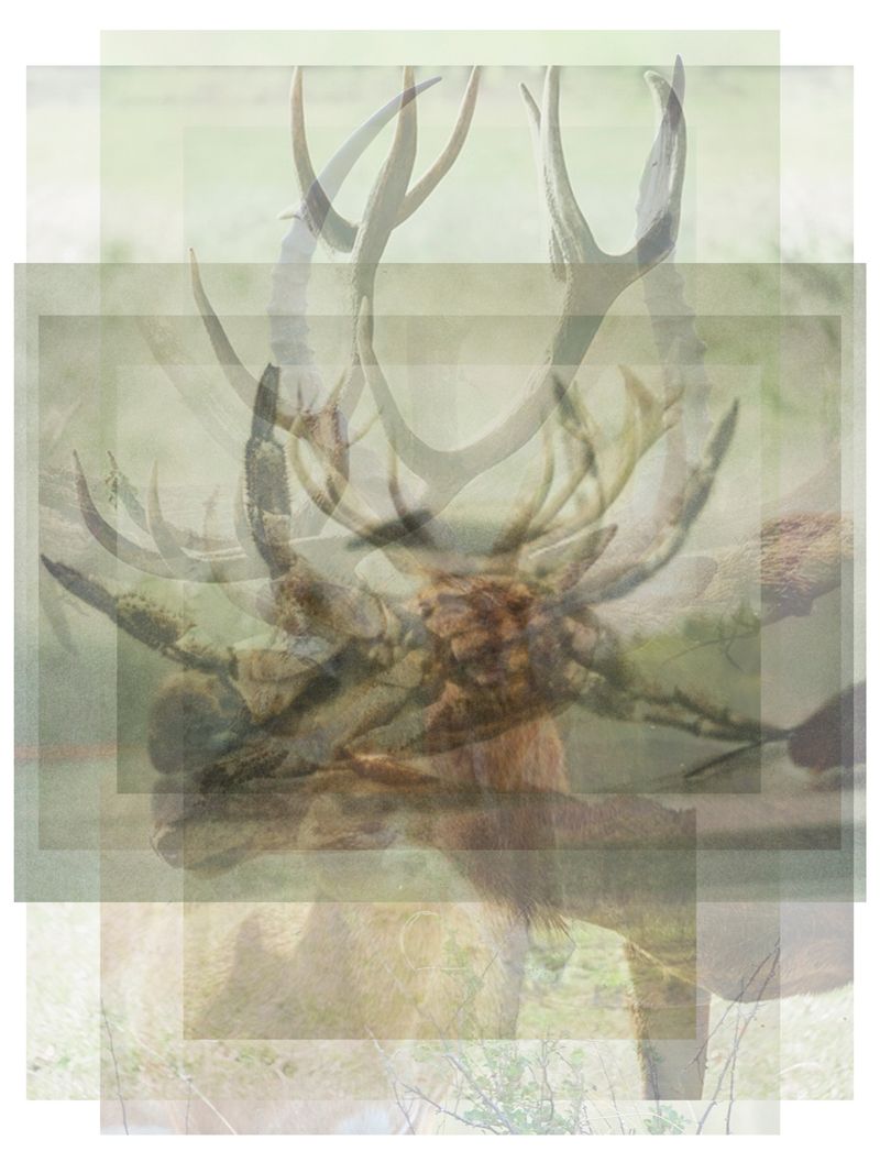 © Pascual + Vincent - INSECT