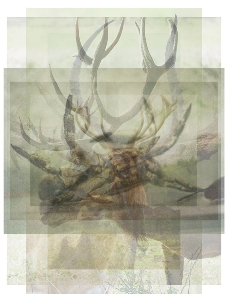 © Pascual + Vincent - INSECT