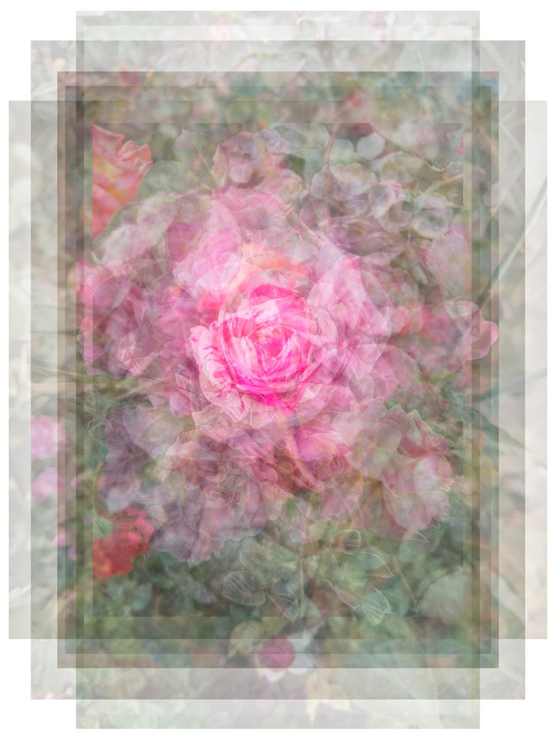 © Pascual + Vincent - GARDEN ROSES