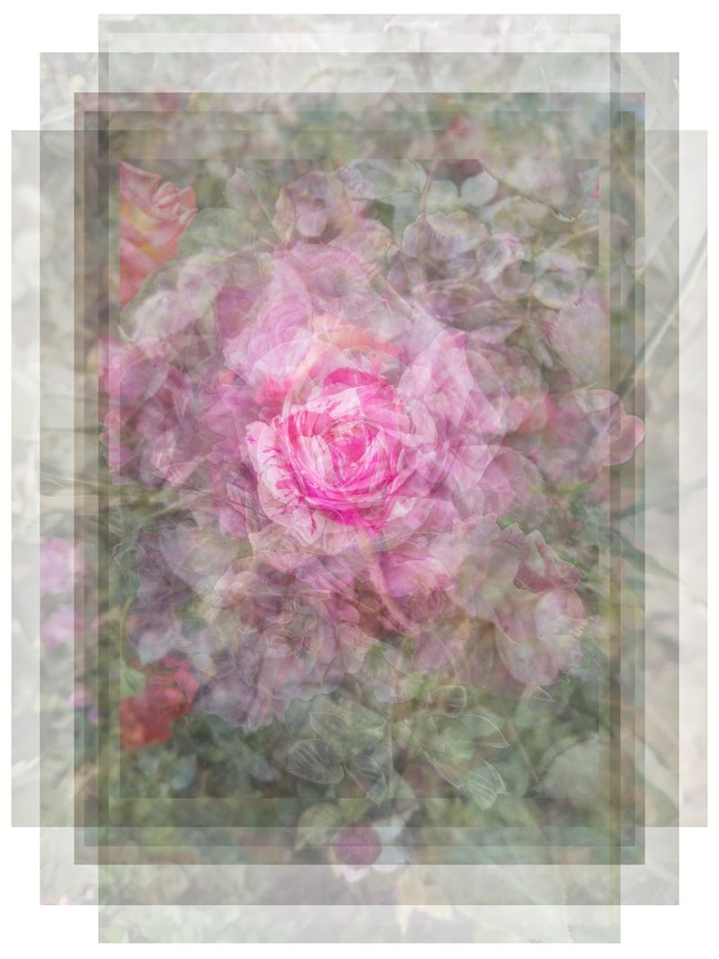 © Pascual + Vincent - GARDEN ROSES