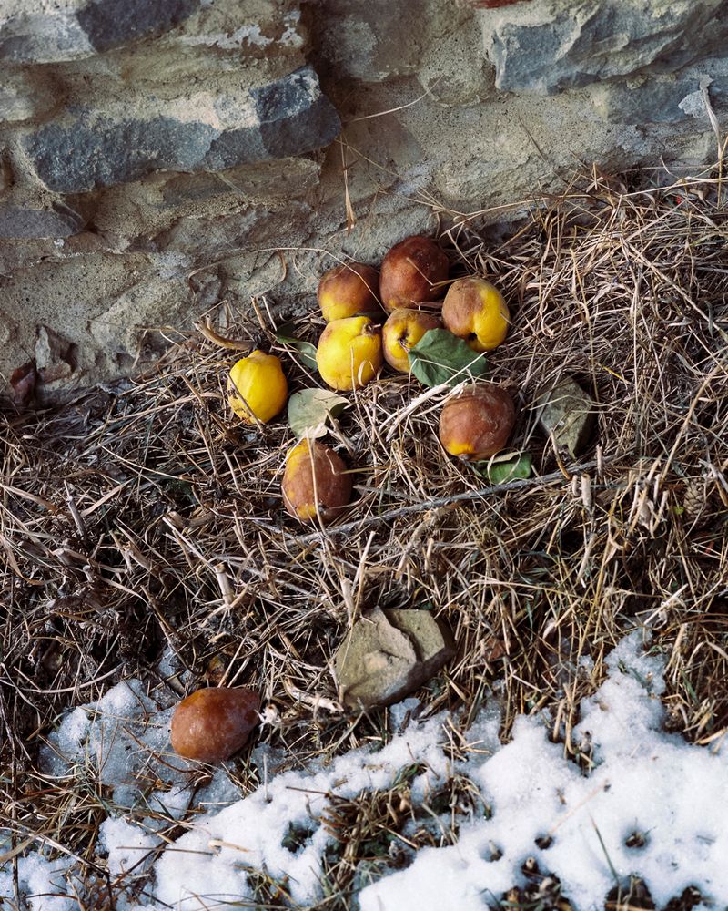 © Pascual + Vincent - Image from the THE TREE OF LIFE IS ETERNALLY GREEN photography project