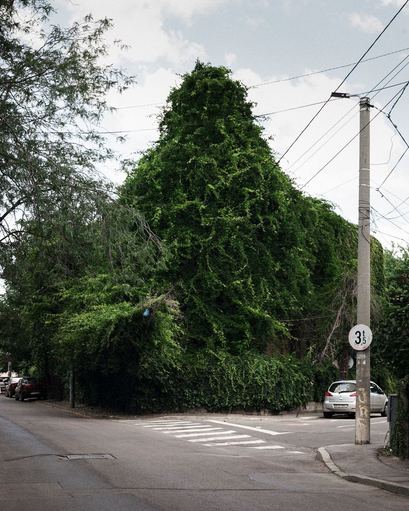 © Pascual + Vincent - Image from the THE TREE OF LIFE IS ETERNALLY GREEN photography project