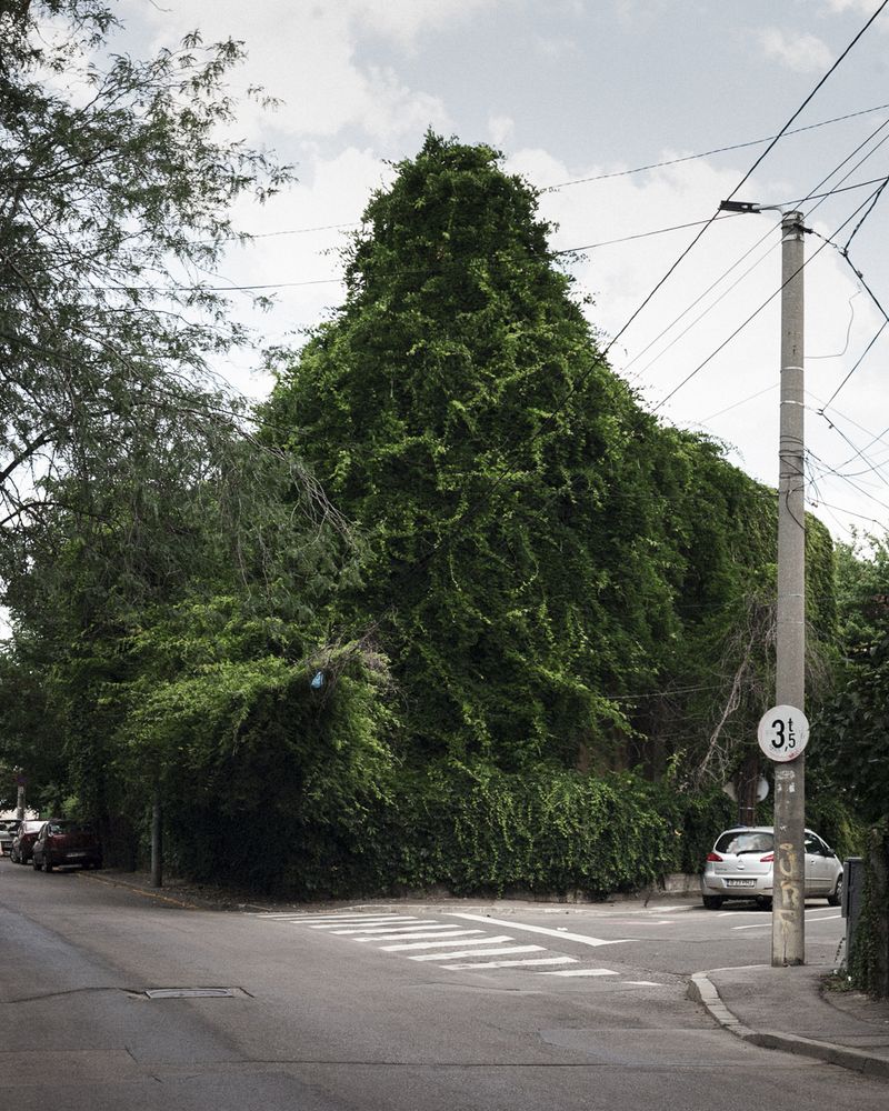 © Pascual + Vincent - Image from the THE TREE OF LIFE IS ETERNALLY GREEN photography project