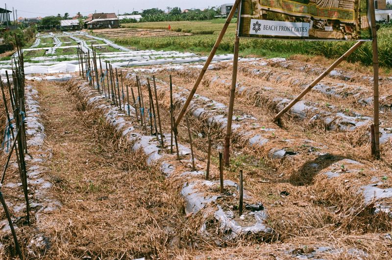 © Paola De Gregorio - Image from the Plastic Reimagined. Art, Waste, and the Struggle for Balance in Indonesia photography project