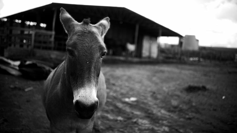 © doglas missel - Image from the Remnants photography project