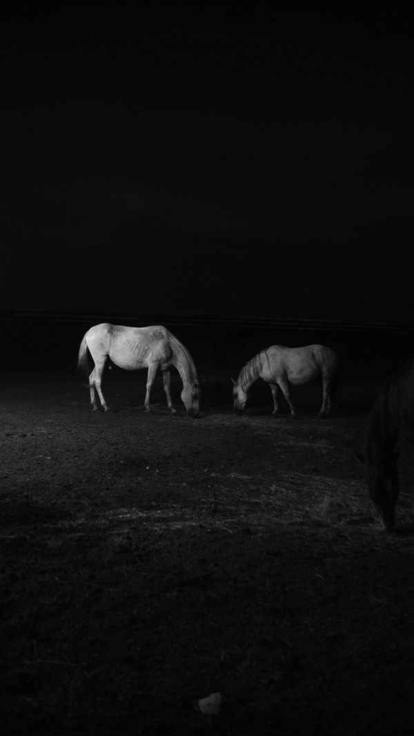 © doglas missel - Image from the Remnants photography project