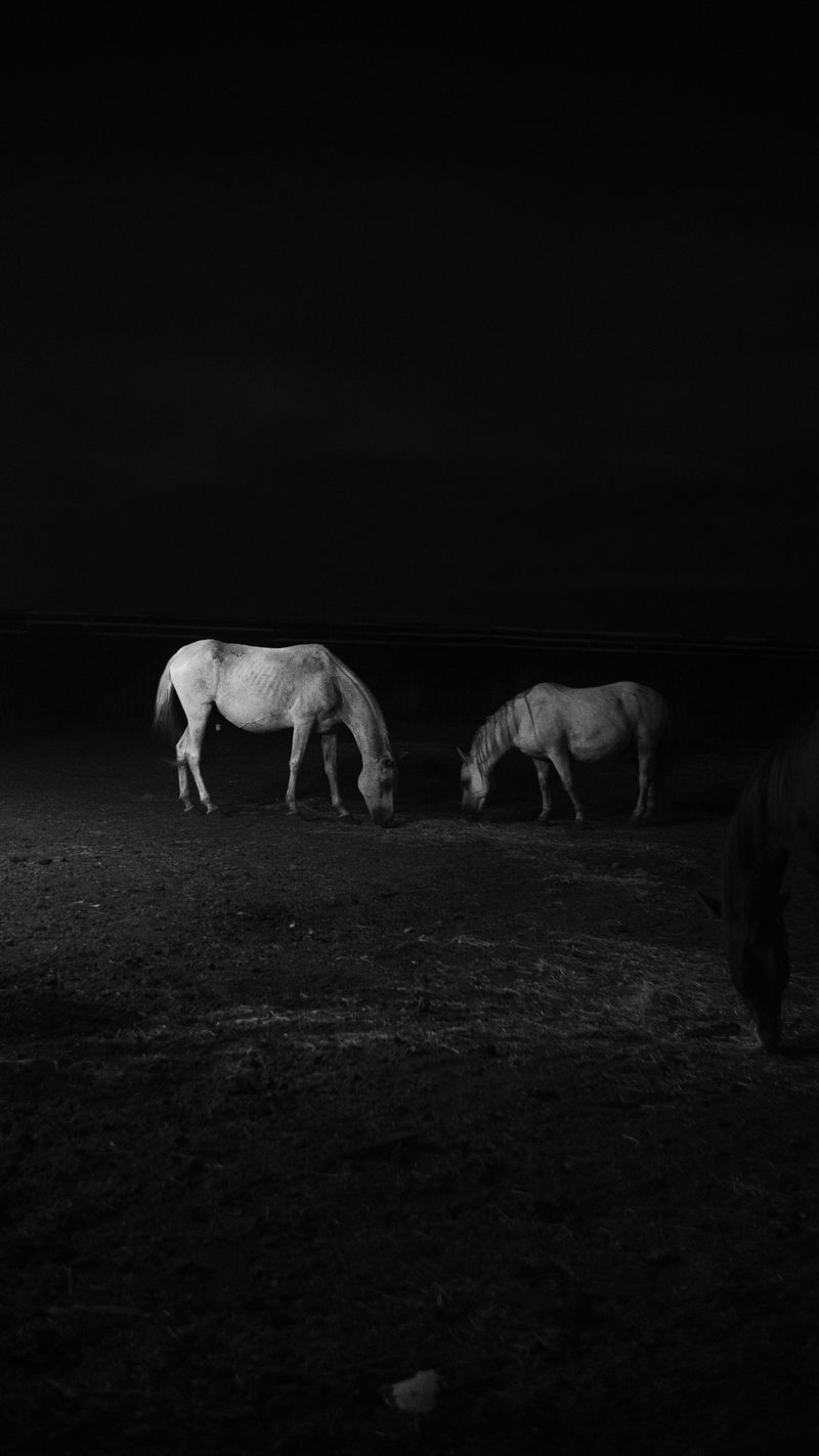 © doglas missel - Image from the Remnants photography project