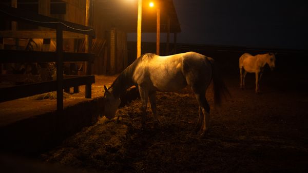 © doglas missel - Image from the Remnants photography project