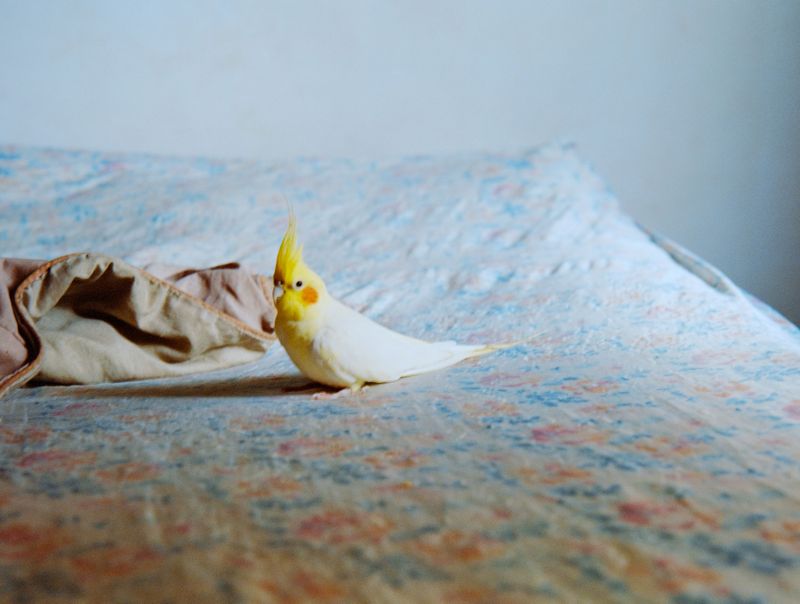 © Mahaut De Castet - Image from the Gira Passista photography project