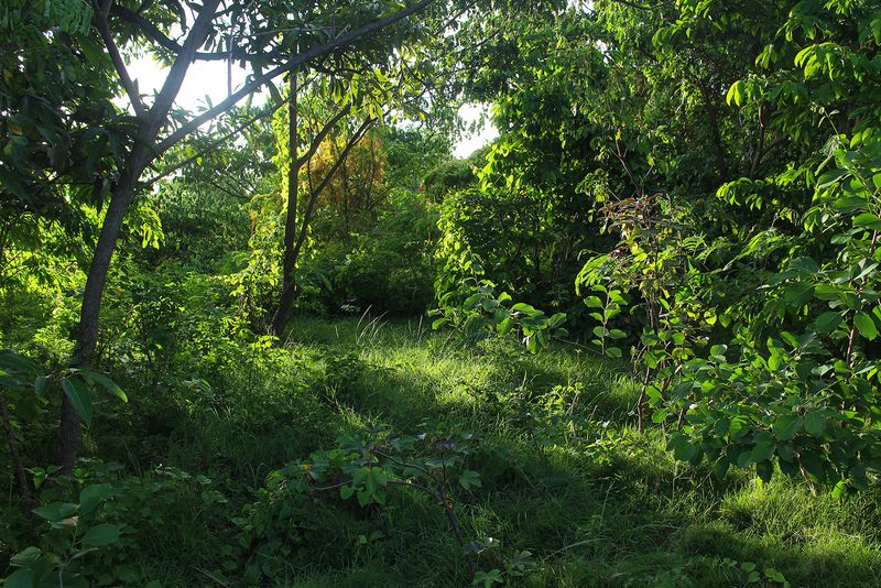 © Danielle Sargeant - The now overgrown bush once used to be a well-tended yard full of fruit trees, sheep and hens.