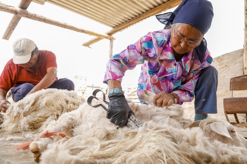 © Julien McRoberts - Native elders shearing the sheep by hand with shears. There is no electricity at the camp.