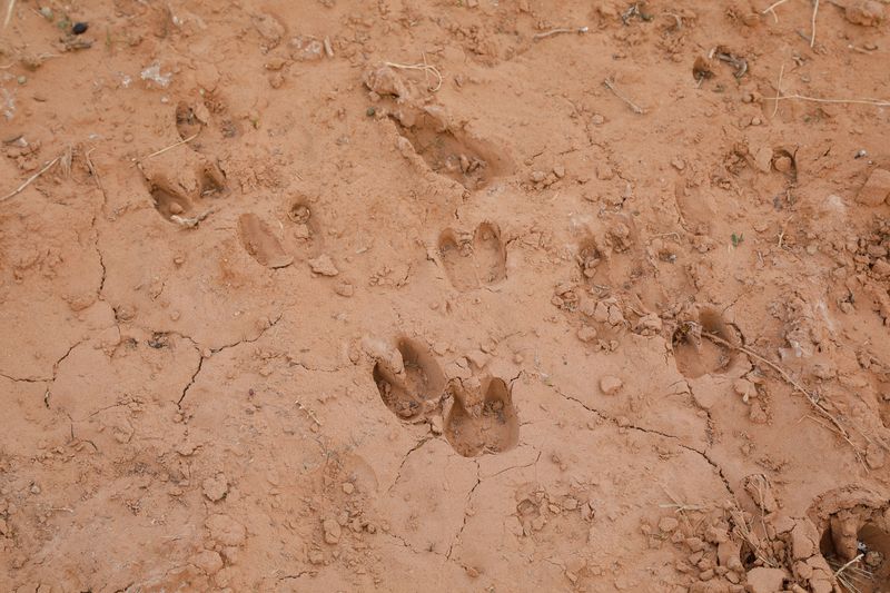 © Julien McRoberts - Hoof prints in the mud