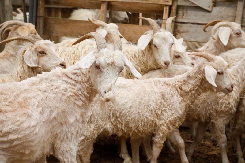 © Julien McRoberts - Freshly shorn.