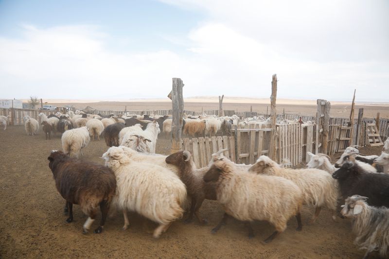 © Julien McRoberts - Over 300 sheep come back to the pen and get sheared over 4 - 5 weekends in late spring