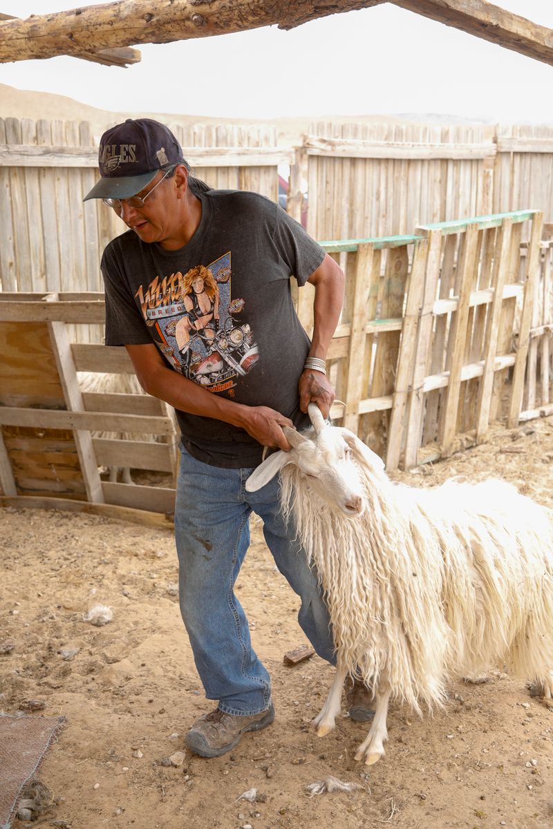 © Julien McRoberts - Time to be sheared