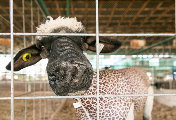 © Julien McRoberts - Image from the A Place of Joy - Navajo Nation Fair photography project