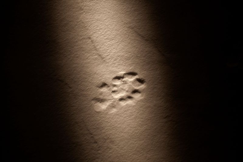 © Alvaro Laiz - Image from the THE HUNTER (amba) photography project