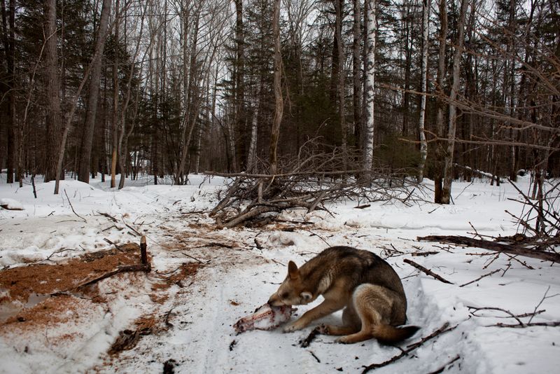 © Alvaro Laiz - A guardian dog devours a deer skull near in the taiga