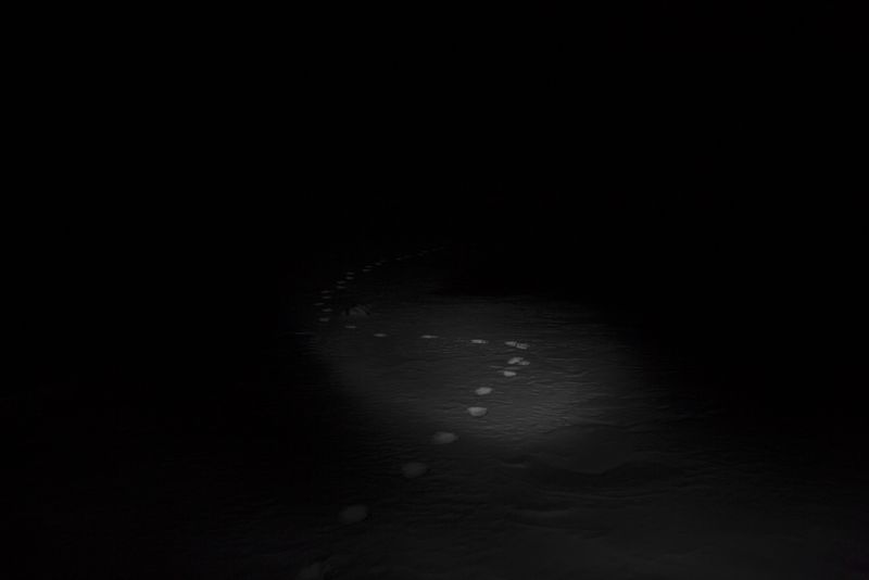 © Alvaro Laiz - Fresh track of an adult tiger, approximately 3 years old, on Bikin river.