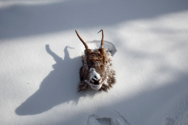 © Alvaro Laiz - Image from the THE HUNTER (amba) photography project