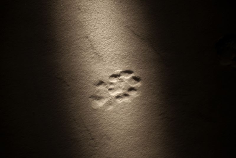 © Alvaro Laiz - Image from the THE HUNTER (amba) photography project
