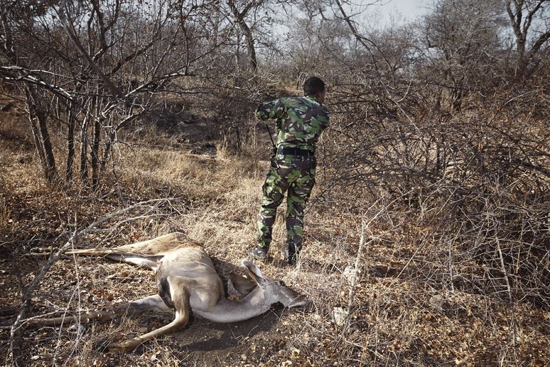 © Julia Gunther - Black Mamba Yenzekile reports the location of a dead Kudu, Balule Nature Reserve, South Africa, 2015