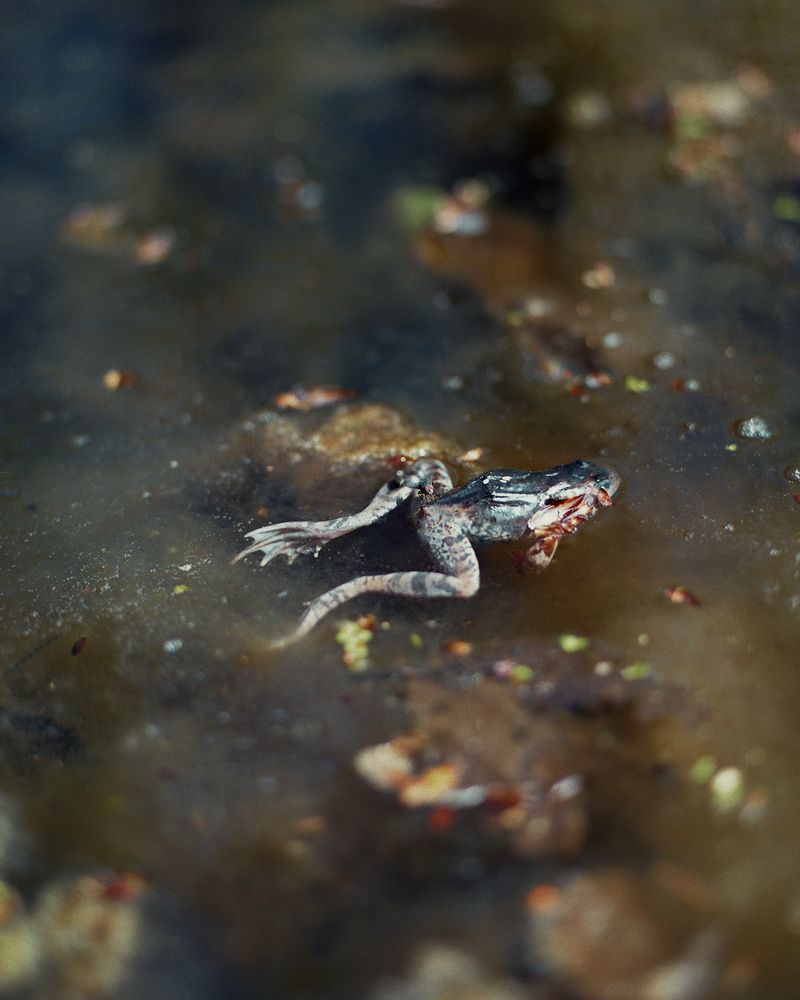 © Aleksandra Szajnecka - Image from the Baby Witch photography project