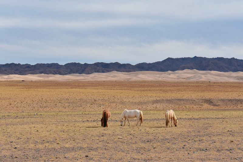 © Avery Norman - Image from the Mongolian Beauty photography project